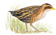 Yellow Rail