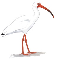 White Ibis