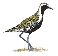 Pacific Golden-Plover