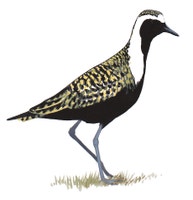 American Golden-Plover