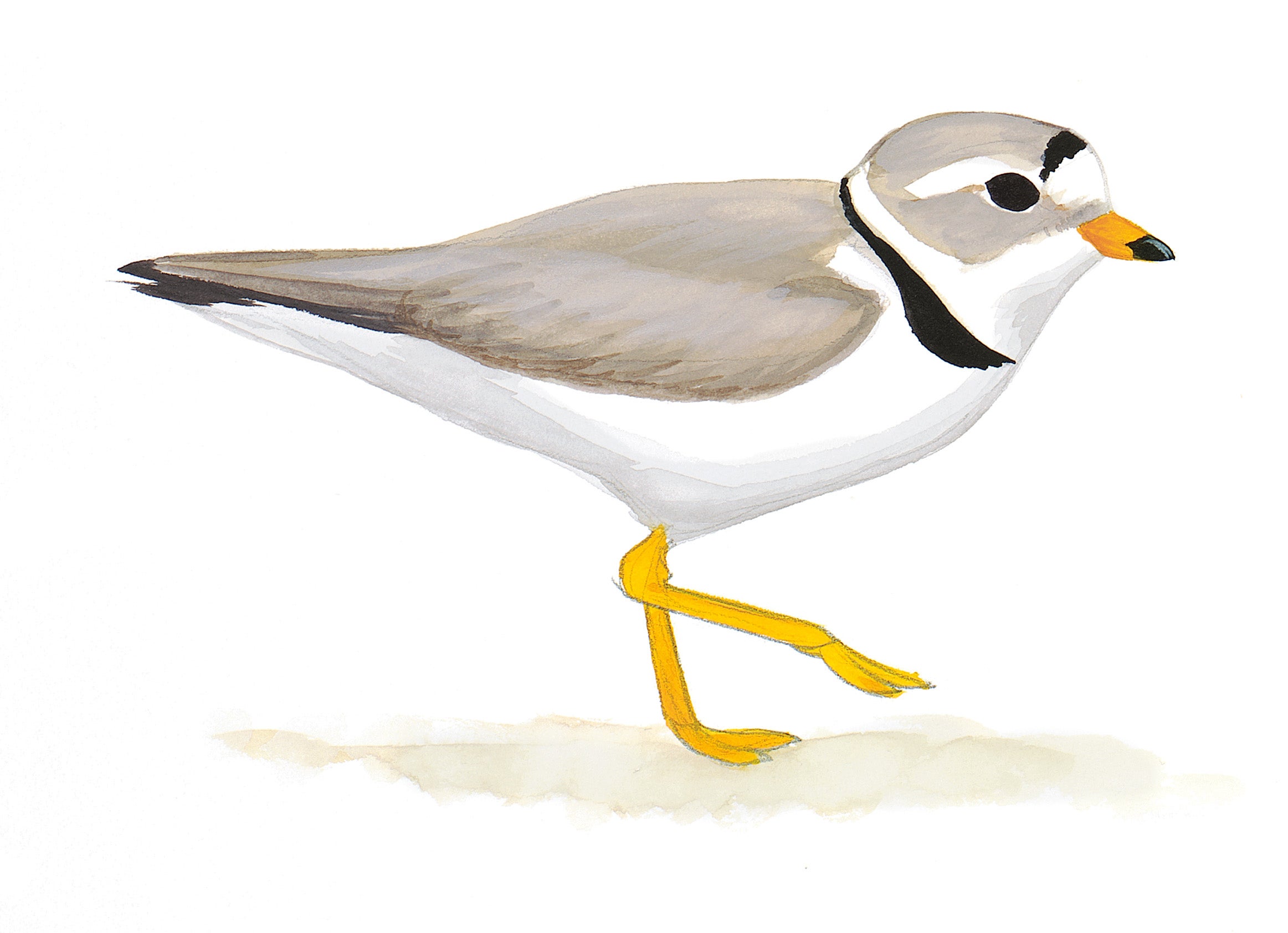 Piping Plover