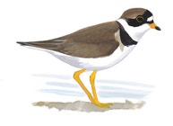 Semipalmated Plover