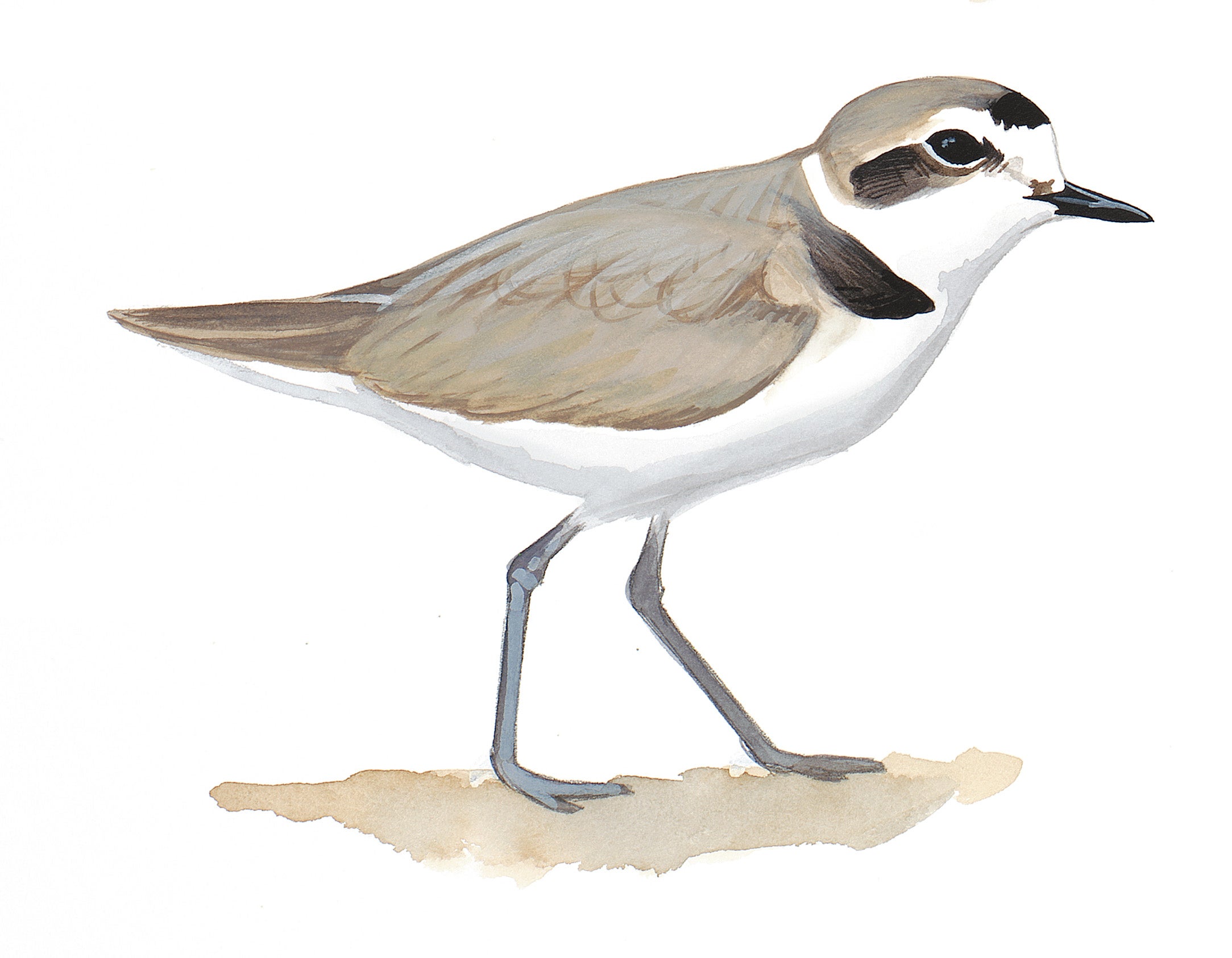 Snowy Plover