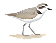 Snowy Plover