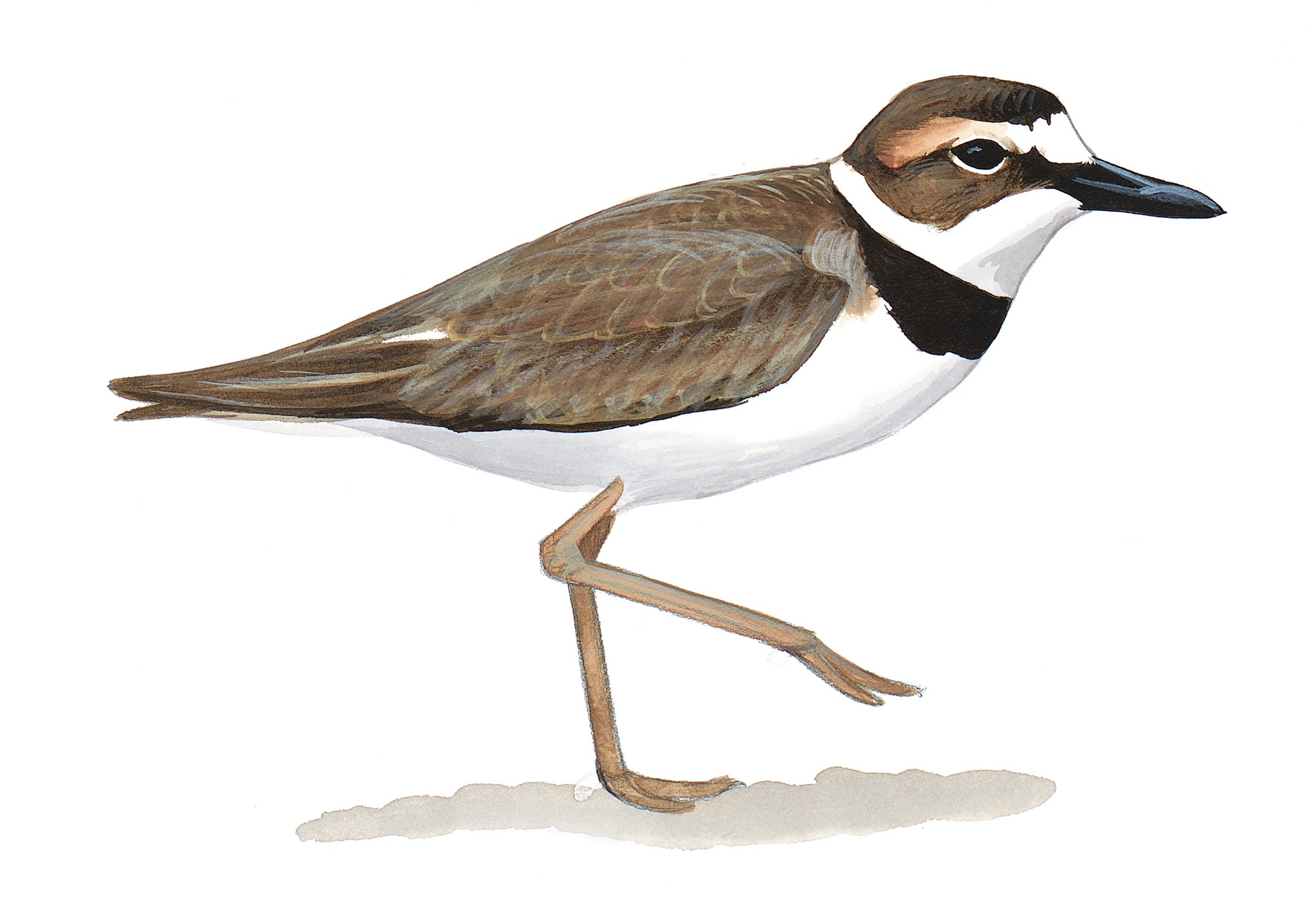 Wilson's Plover