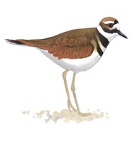 Killdeer