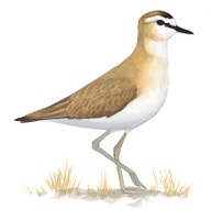 Mountain Plover