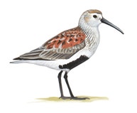 Dunlin