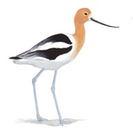 American Avocet