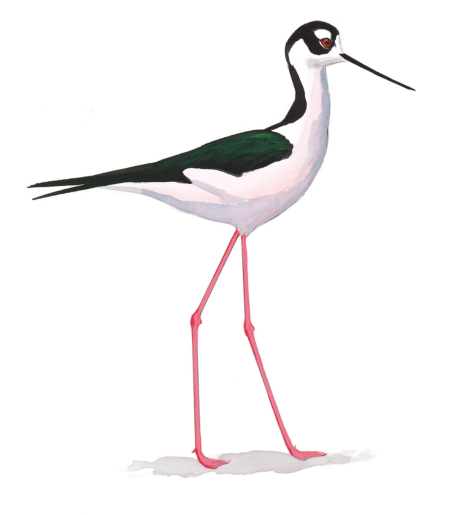 Black-necked Stilt