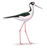 Black-necked Stilt
