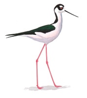 Black-necked Stilt