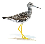 Greater Yellowlegs