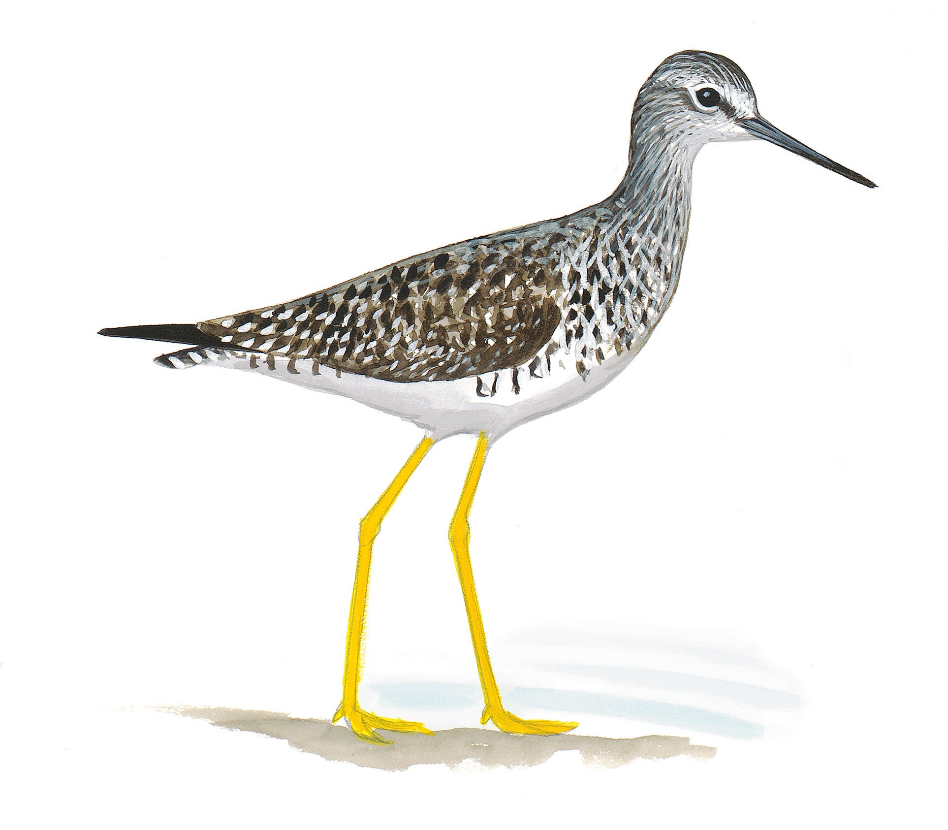 Lesser Yellowlegs