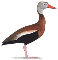Black-bellied Whistling-Duck