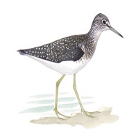 Solitary Sandpiper
