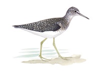 Solitary Sandpiper