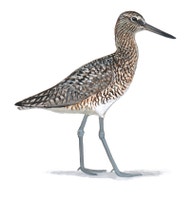 Willet