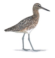 Willet