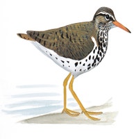 Spotted Sandpiper