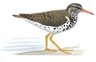 Spotted Sandpiper