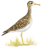 Upland Sandpiper
