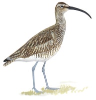 Whimbrel
