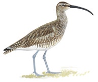 Whimbrel