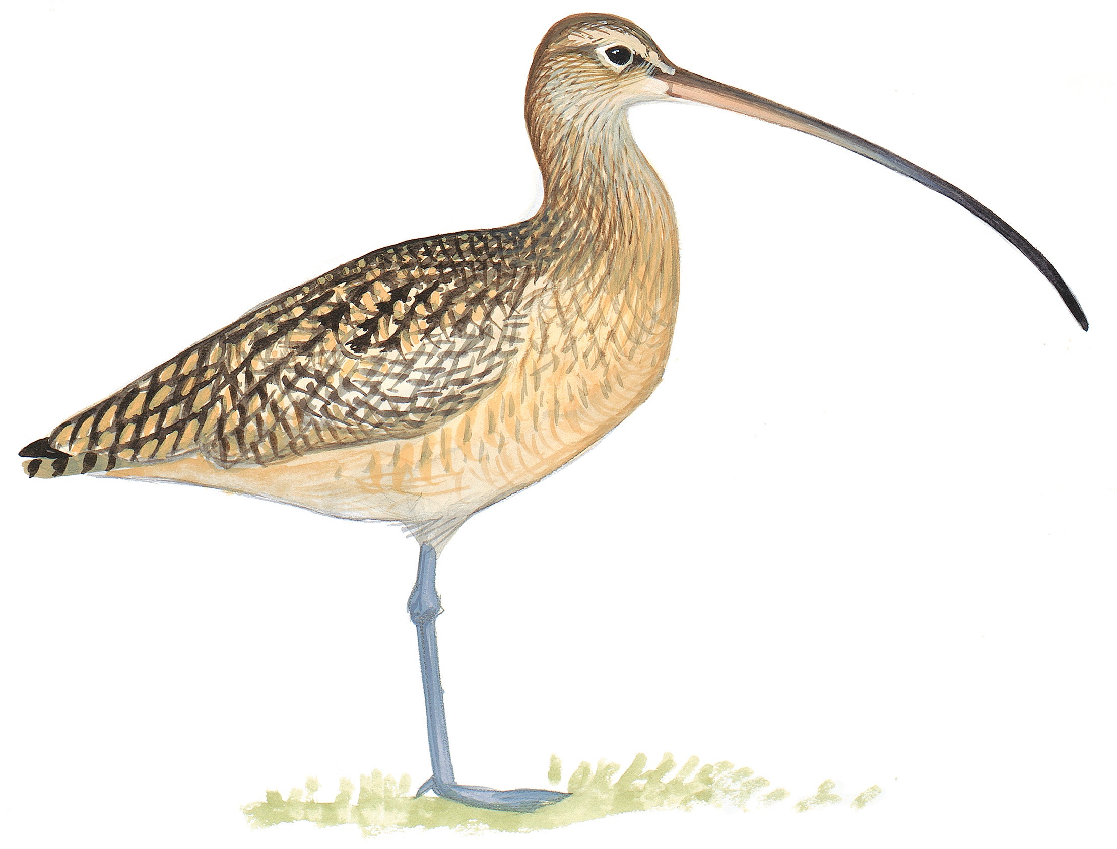 Long-billed Curlew