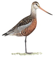Hudsonian Godwit
