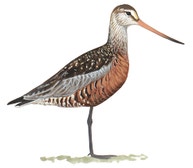 Hudsonian Godwit