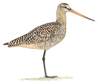 Marbled Godwit