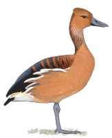Fulvous Whistling-Duck