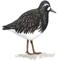 Black Turnstone