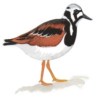 Ruddy Turnstone