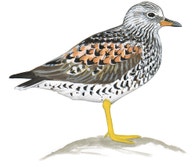 Surfbird