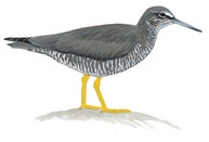 Wandering Tattler