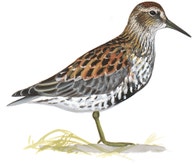 Rock Sandpiper