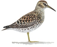 Purple Sandpiper