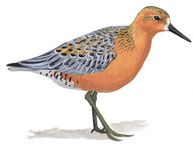 Red Knot