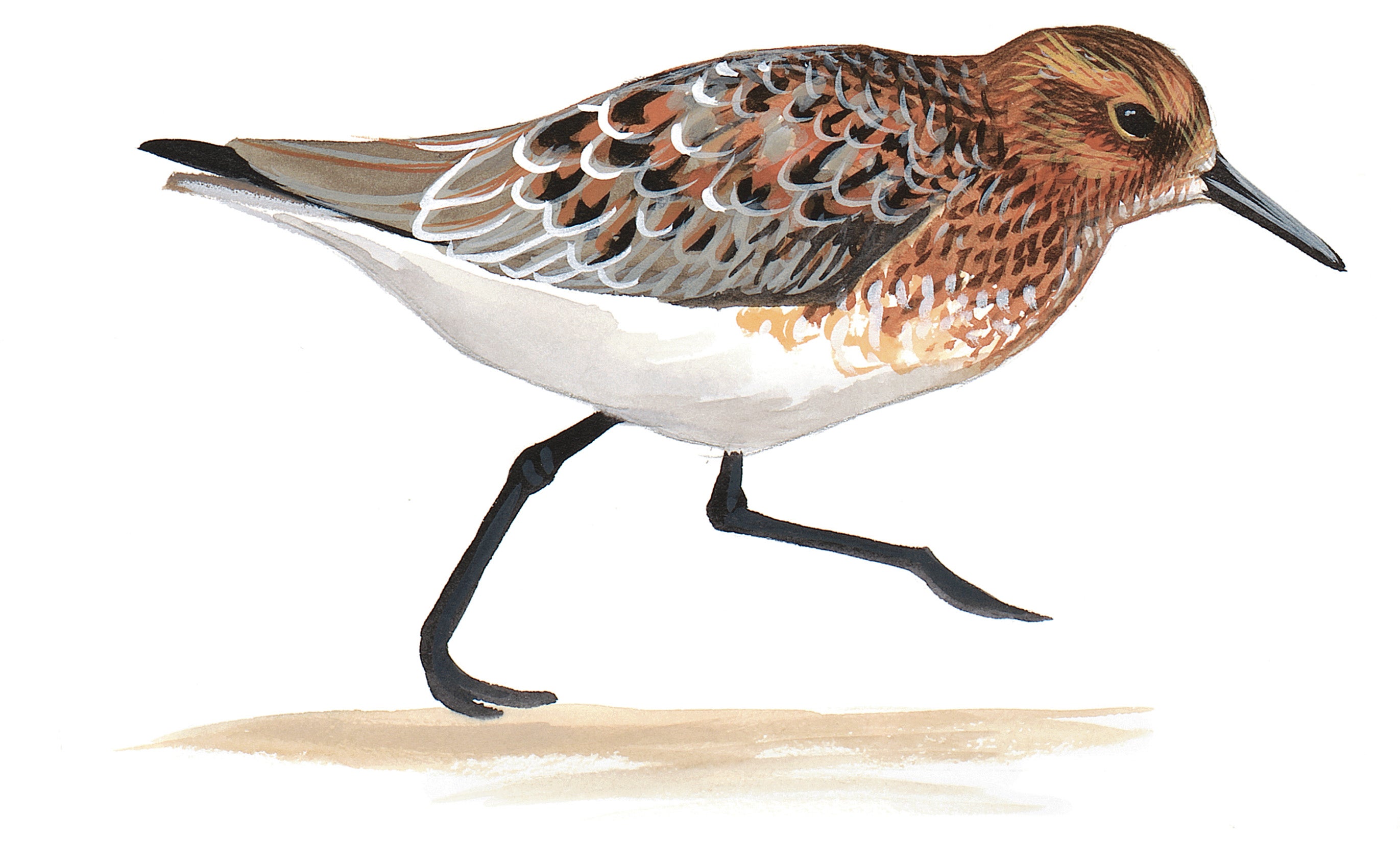 Sanderling