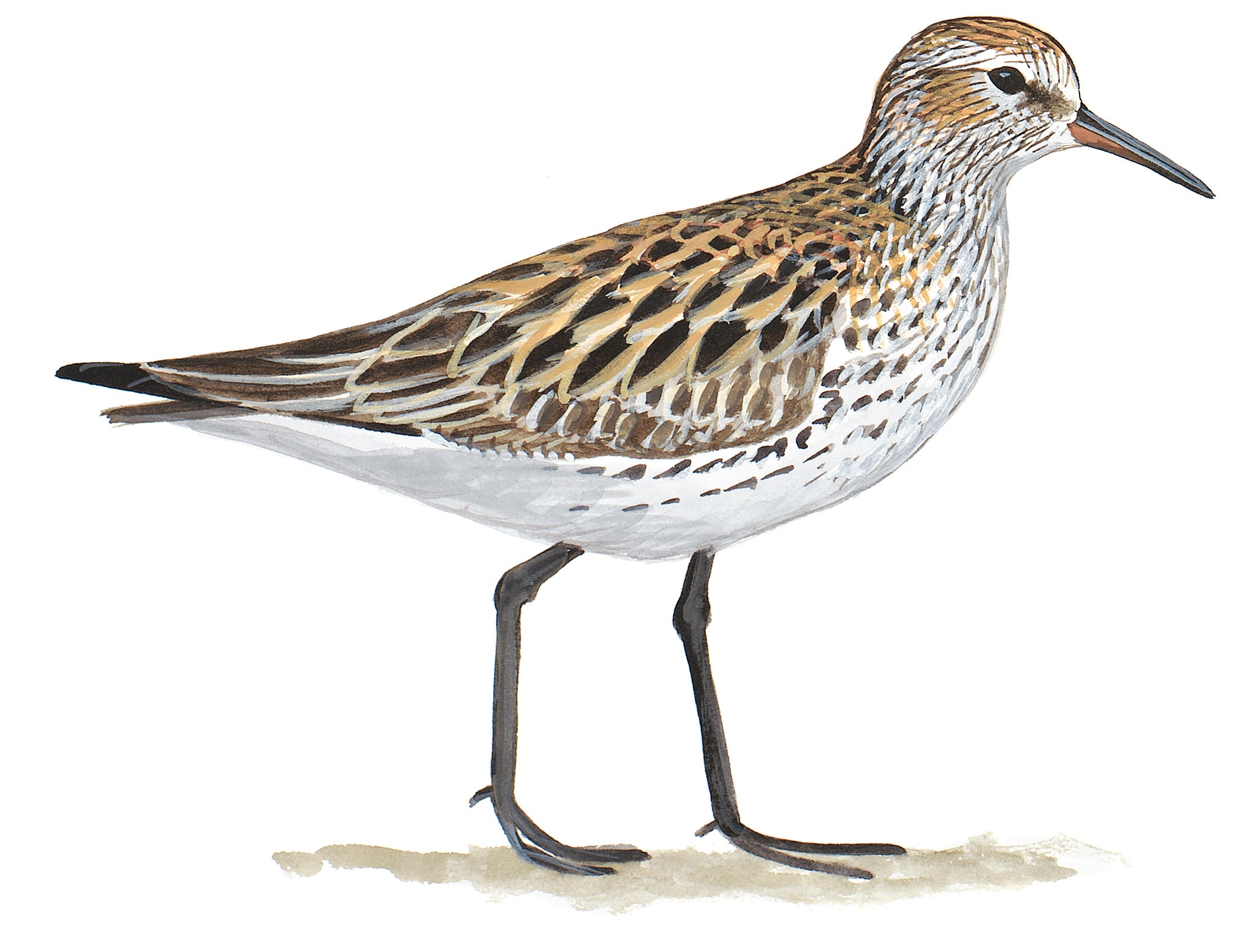 White-rumped Sandpiper
