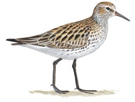 Playero Rabadilla Blanca