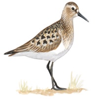 Baird's Sandpiper