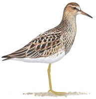 Pectoral Sandpiper