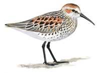 Western Sandpiper