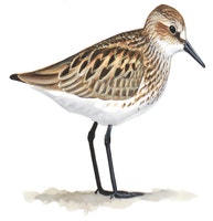 Playero Semipalmeado