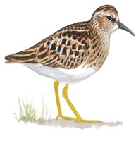 Least Sandpiper