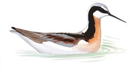 Wilson's Phalarope