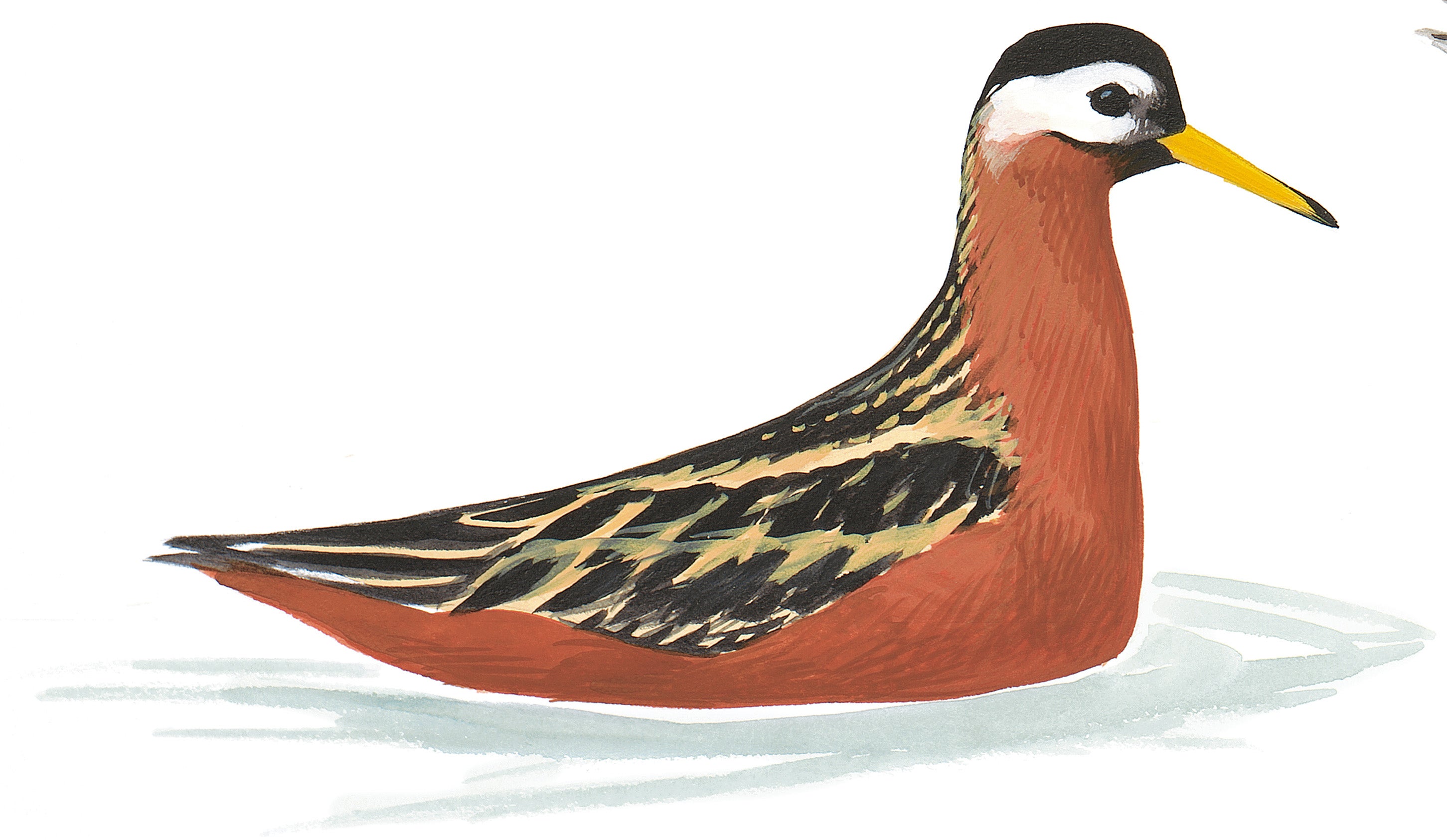 Falaropo Pico Grueso